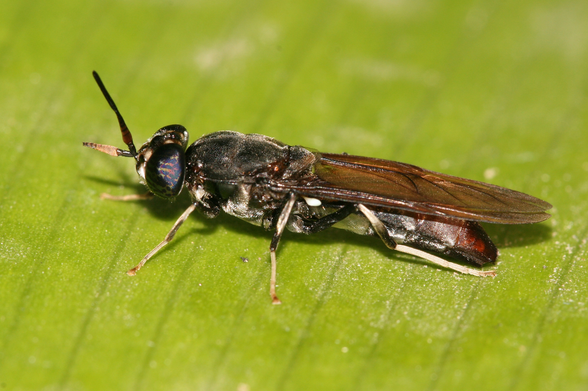 Black soldier Flies BSF Farming