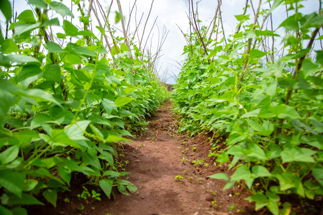 Fields Deserve Better