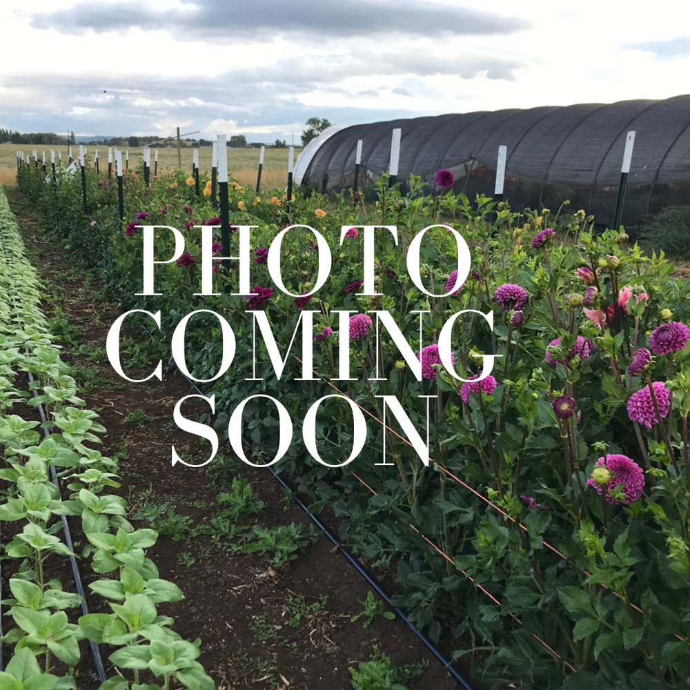 Cash Crops